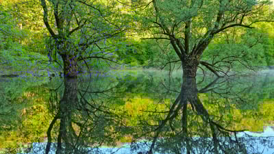Bing wallpaper September 21, 2021. Willow trees, Lake Bret, Bugey, France (© Jean-Philippe Delobelle/Minden Pictures)