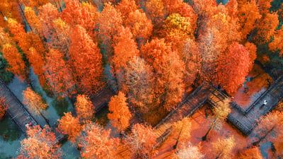 Bing wallpaper September 22, 2025. 航拍中国江苏省常州翠竹公园 (© Xu Changyu/Getty images)
