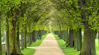 Bing wallpaper March 14, 2024. Lindenallee, baumgesäumter Fußweg durch den Park im Frühling (© AVTG/Getty Images)