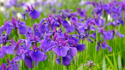 Bing wallpaper June 26, 2024. 菖蒲, 山形県 長井市 (© gyro/Getty Images)