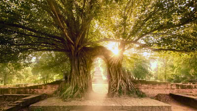 Bing wallpaper March 14, 2024. Wat Phra Ngam, Ayutthaya Historical Park, Thailand (© boonchai wedmakawand/Alamy)