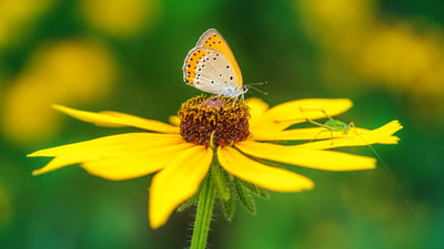 Bing wallpaper June 24, 2026. Borboleta polinizando uma flor amarela (© lzh/Getty Images)