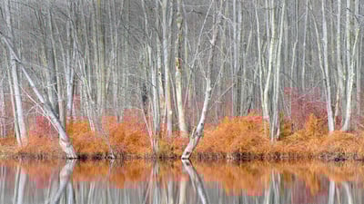 Bing wallpaper October 19, 2020. ｢ビーバー・レイク・ネイチャー・センター｣米国ニューヨーク州, オノンダガ郡 (© Chris Murray/Alamy)