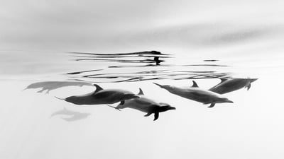 Bing wallpaper April 14, 2020. Pantropical spotted dolphins off the coast of Ixtapa, Mexico (© Christian Vizl/Tandem Stills + Motion)