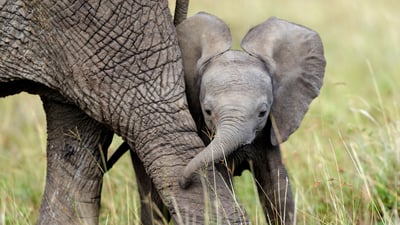 Bing wallpaper March 2, 2026. Bébé éléphant jouant avec sa mère, Réserve nationale du Masai Mara, Kenya (© Denis-Huot/naturepl.com)