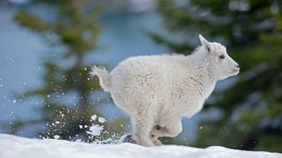 Bing wallpaper December 20, 2020. Mountain goat kid in western Montana (© Donald M. Jones/Minden Pictures)