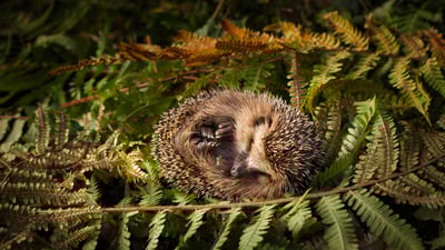 Bing wallpaper November 12, 2019. Baby hedgehog (© lorenzo104/Getty Images)