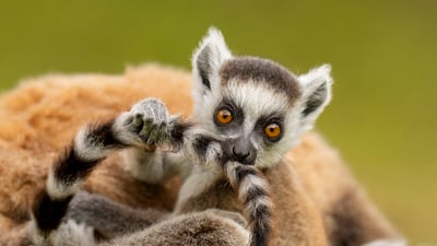 Bing wallpaper August 6, 2025. Ring-tailed lemur infant playing with its own tail, Madagascar (© Andy Rouse/Nature Picture Library)