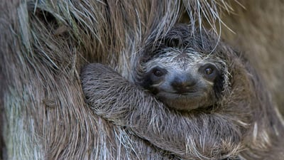 Bing wallpaper April 29, 2019. Newborn brown-throated sloth with mother, Sloth Sanctuary of Costa Rica (© Suzi Eszterhas/Minden Pictures)
