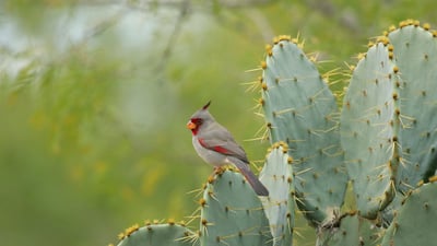 Bing wallpaper February 16, 2024. Female pyrrhuloxia perched on cactus plant, Texas (© outtakes/Getty Images)