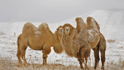 Bing wallpaper February 22, 2022. Two Bactrian camels in Kazakhstan for Twosday (© Nurlan Kulcha/Alamy)