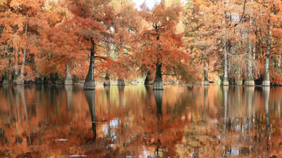 Bing wallpaper November 29, 2023. Cyprès chauves à l'étang de Boulieu, Isère, France (© photosimysia/Getty Images)