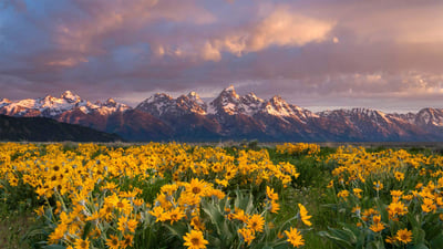 Bing wallpaper June 17, 2022. Balsamroot wildflowers bloom below the Teton Mountains in Grand Teton National Park, Wyoming (© Mike Cavaroc/Tandem Stills + Motion)
