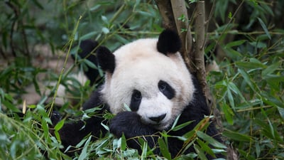 Bing wallpaper March 16, 2024. Giant panda eating bamboo, Chengdu, China (© Suzi Eszterhas/Minden Pictures)