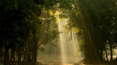 Bing wallpaper April 22, 2023. Early morning shafts of light through deciduous forest, Bandhavgarh National Park, India (© plainpicture/NPL/Nick Garbutt)