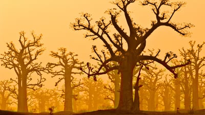 Bing wallpaper March 21, 2019. A baobab grove near Bandia Wildlife Reserve in Senegal (© Frans Lanting/plainpicture)