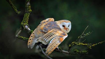 Bing wallpaper May 9, 2020. Barn owl sitting on a branch (© blickwinkel/Alamy)