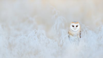 Bing wallpaper March 19, 2023. Barn owl, England (© Ondrej Prosicky/Getty Images)