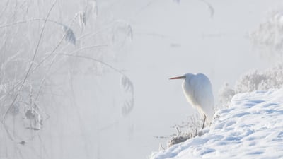 Bing wallpaper February 22, 2026. La grande aigrette, Haute-Bavière, Allemagne (© Konrad Wothe/naturepl.com)