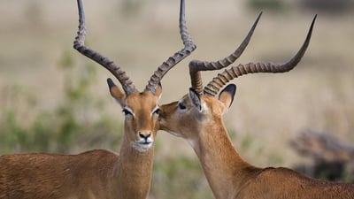 Bing wallpaper February 28, 2022. Deux impalas dans la réserve nationale du Masai Mara, Kenya (© Fritz Polking/Minden Pictures)