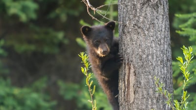 Bing wallpaper June 13, 2021. A black bear cub in a tree (© Richard Wright/DanitaDelimont.com)