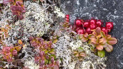 Bing wallpaper December 19, 2019. Bearberry (arctostaphylos) and lichens, Nunavik, Que. (© Dominique Braud/Dembinsky Photo Associates/Alamy Stock Photo)