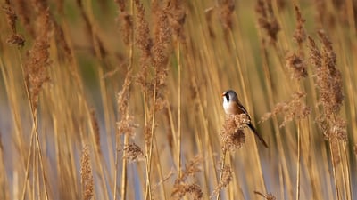 Bing wallpaper September 9, 2020. A bearded reedling in Elmley National Nature Reserve in Kent, England (© Mark Bridger/Offset by Shutterstock)