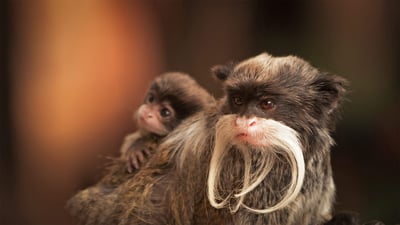 Bing wallpaper June 21, 2020. A bearded emperor tamarin monkey carrying a baby (© Chris White/iStock/Getty Images Plus)