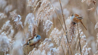 Bing wallpaper January 15, 2025. Bartmeisen (Panurus biarmicus) Männchen und Weibchen auf Nahrungssuche in verschneiten Schilfrohren, Baden-Wuerttemberg (© Martin Grimm/Alamy Stock Photo)