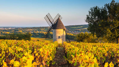 Bing wallpaper November 15, 2023. Moulin à vent dans les vignes, France (© Marco Bottigelli/Getty Images)