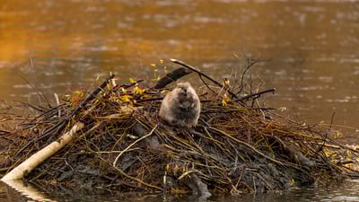 Bing wallpaper April 7, 2025. North American beaver, Moran, Wyoming (© Enrique Aguirre Aves/Getty Images)