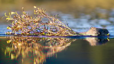 Bing wallpaper April 7, 2024. North American beaver in a pond near Wonder Lake, Denali National Park, Alaska (© Paul Souders/Getty Images)
