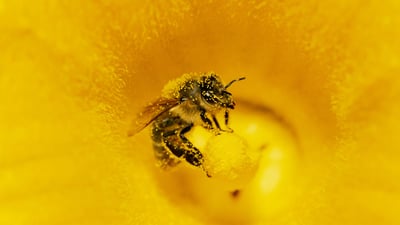 Bing wallpaper May 28, 2019. Pollen-covered honey bee on a pumpkin flower (© Konrad Wothe/Minden Pictures)
