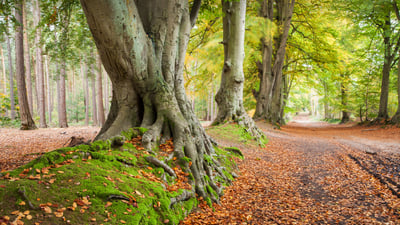 Bing wallpaper November 28, 2021. Beech trees, Harlestone Firs, Northamptonshire, England (© Andrew Baskott/Alamy)