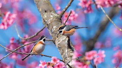 Bing wallpaper February 2, 2025. 盛开的樱花树上的红头长尾山雀 (© Haitong Yu/Getty Images)
