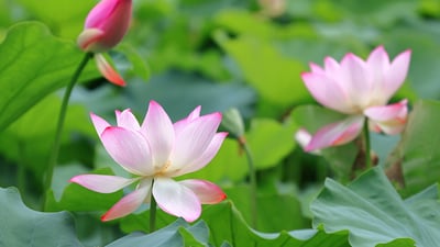 Bing wallpaper May 4, 2026. 莲花与莲花植株 (© real444/Getty Images)