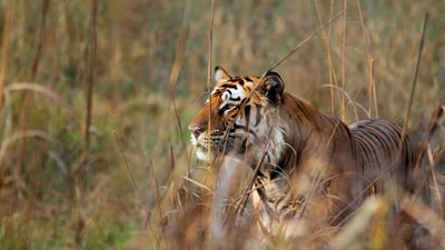 Bing wallpaper July 28, 2019. Bengal tiger watching deer in Bandhavgarh Tiger Reserve, Madhya Pradesh (© Santosh Saligram/Alamy Stock Photo)