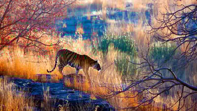Bing wallpaper January 31, 2022. Bengal tiger in Ranthambore National Park, Rajasthan, India (© eROMAZe/E+/Getty Images)