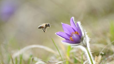 Bing wallpaper March 19, 2020. Honigbiene im Anflug auf die Blüte einer Gewöhnlichen Kuhschelle (Pulsatilla vulgaris), Oberpfalz, Bayern, Deutschland (© Radius Images/Offset)