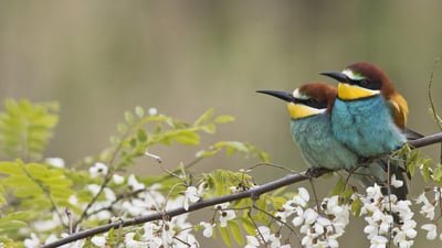 Bing wallpaper April 24, 2020. Bienenfresser-Paar auf dem Zweig einer blühenden Robinie, Rheinland-Pfalz, Deutschland (© imageBROKER/Erhard Nerger/Getty Images)