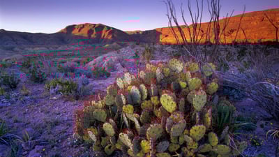 Bing wallpaper June 12, 2023. Prickly pear cactus, Big Bend National Park, Texas (© Tim Fitzharris/Minden Pictures)