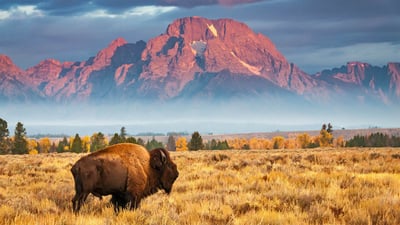 Bing wallpaper November 7, 2020. Bison in Grand Teton National Park, Wyoming (© Brian Evans/Getty Images)