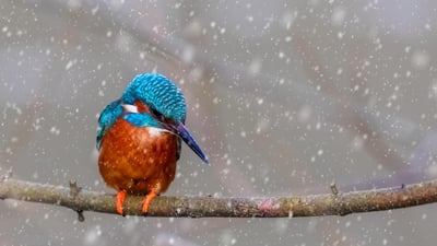 Bing wallpaper March 16, 2025. A kingfisher perched on a branch (© NJphoto/Alamy)