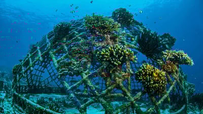 Bing wallpaper June 8, 2019. Biorock artificial reef off the Gili Islands, Indonesia (© fenkieandreas/Getty Images Plus)