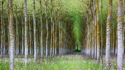 Bing wallpaper May 15, 2026. Forêt de bouleaux, Bourgogne (© Wenphotos/Alamy)
