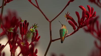 Bing wallpaper February 17, 2023. Allen's hummingbird perched on a red kangaroo paw plant (© GypsyPictureShow/Shutterstock)
