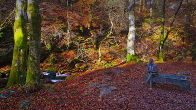 Bing wallpaper January 25, 2023. Statue of Robert Burns in the Birks of Aberfeldy, Perth and Kinross, Scotland (© Dennis Barnes/Getty Images)