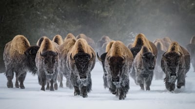 Bing wallpaper November 4, 2023. American bison, Yellowstone National Park, Wyoming (© Gary Gray/Getty Images)