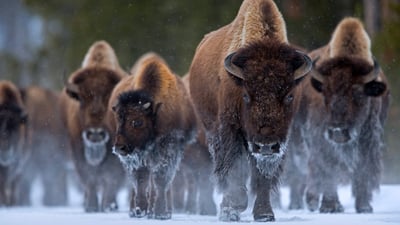 Bing wallpaper November 2, 2019. Bison at Yellowstone National Park, Wyoming (© Danny Green/Minden Pictures)