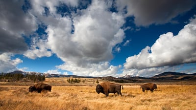 Bing wallpaper November 2, 2024. American bison in Yellowstone National Park, Wyoming (© Ian Shive/TANDEM Stills + Motion)